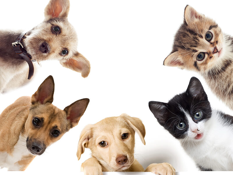pets